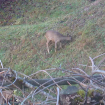 Les Epinettes Prairie * Gérardmer