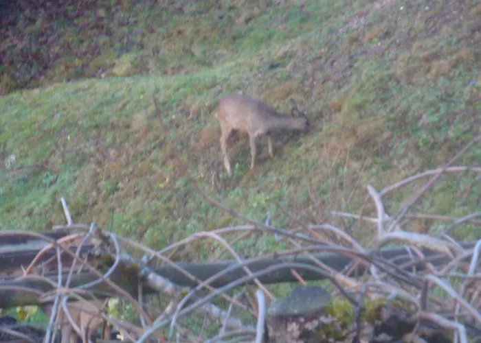 Les Epinettes Prairie * Gérardmer